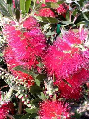 CALLISTEMON LAEVIS